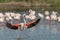 Greater Flamingos (Phoenicopterus roseus) landing in a swamp