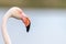 Greater Flamingos (Phoenicopterus roseus) portrait in a Camargue pond in spring