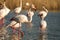 Greater flamingos Phoenicopterus roseus standing in water, Camargue, France, Pink birds, wildlife scene from nature. Nature trav