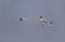 Greater Flamingos, Phoenicopterus ruber, in flight. The Camargue, Provence, southern France.