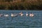 Greater Flamingos in a pond in Camargue