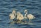 Greater Flamingos preening in Aker water of Bahrain