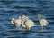 Greater Flamingos preening and standing in Aker water of Bahrain