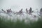 Greater Flamingos takeoff in the foggy morning at Bhigwan bird sanctuary, India