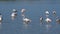 Greater flamingos in water - Etosha pan