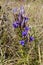 Greater Fringed Gentian  828777