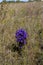 Greater Fringed Gentian  828820