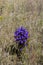 Greater Fringed Gentian  828821