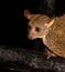 Greater Galago