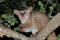 Greater galago eating tree gum