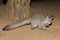 Greater galago on the ground