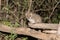 Greater Galago Otolemur garnettii in the Bush at Night