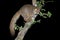 Greater galago in a tree