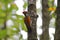 Greater Goldenback, Buff-spotted Flameback, Greater Flameback or Greater Goldenback
