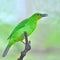 Greater green leafbird