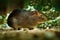 Greater Guinea Pig, Cavia magna, wild rare mouse in the nature habitat. Mouse in green tropic forest. Greater Guinea Pig from Arge