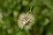 Greater hawkbit