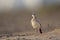 A greater hoopoe-lark Alaemon alaudipes foraging in the morning sun on the island of Cape verde Africa.