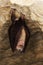 Greater Horsehoe Bat, rhinolophus ferrumequinum, Adult Hibernating in a Cave, Normandy