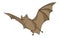 Greater Horseshoe Bat illustration .Bat