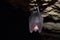 Greater horseshoe bat( Rhinolophus ferrumequinum)