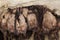 GREATER HORSESHOE BAT rhinolophus ferrumequinum, COLONY HIBERNATING IN A CAVE, NORMANDY IN FRANCE