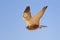 Greater Kestrel