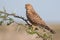 Greater kestrel on an acacia tree in Etosha National Park, Namib