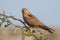 Greater kestrel on an acacia tree in Etosha National Park, Namib