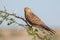 Greater kestrel on an acacia tree in Etosha National Park, Namib