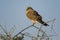 Greater Kestrel - Falco rupicoloides