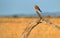 Greater Kestrel, Falco rupicoloides, african  bird of prey belonging to the falcon family. White-eyed kestrel perched on old tree