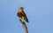 Greater Kestrel perched on a dead branch in the Kalahari