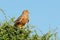 Greater kestrel perched on a tree South Africa