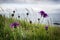 Greater Knapweed