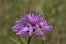 Greater Knapweed - Centaurea scabiosa