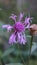 Greater knapweed Centaurea scabiosa