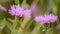 Greater Knapweed, Centaurea scabiosa