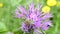 Greater Knapweed, Centaurea scabiosa