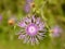 Greater Knapweed flower