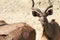 Greater Kudu