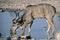 Greater kudu