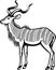 Greater Kudu