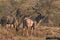 Greater Kudu