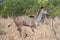 Greater kudu african antelope running in Kruger Park