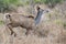 Greater kudu african antelope running in Kruger Park