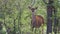 Greater Kudu antelope