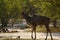 Greater Kudu antelope in the wild