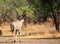 Greater Kudu Buck walking away from camera towards the African Bush, South Luangwa National Park, Zambia