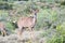 Greater kudu bull